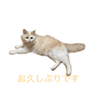 ハムスケ＆みるく…（個別スタンプ：1）