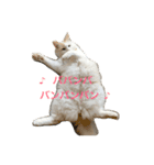 ハムスケ＆みるく…（個別スタンプ：3）