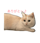 ハムスケ＆みるく…（個別スタンプ：4）