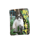 ハムスケ＆みるく…（個別スタンプ：9）