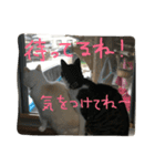 ハムスケ＆みるく…（個別スタンプ：13）