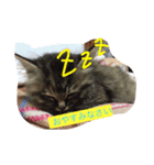 みーころ（個別スタンプ：2）