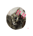 みーころ（個別スタンプ：6）