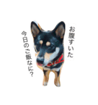 柴犬のひとりごと（個別スタンプ：1）