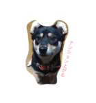 柴犬のひとりごと（個別スタンプ：2）