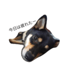 柴犬のひとりごと（個別スタンプ：3）