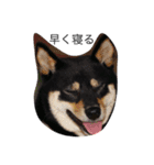 柴犬のひとりごと（個別スタンプ：4）
