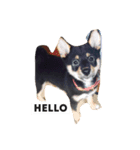 柴犬のひとりごと（個別スタンプ：5）