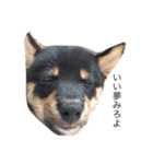 柴犬のひとりごと（個別スタンプ：6）