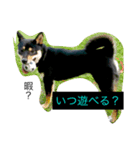 柴犬のひとりごと（個別スタンプ：7）
