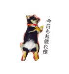 柴犬のひとりごと（個別スタンプ：8）