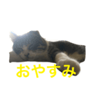 こっけんスタンプ（個別スタンプ：4）