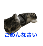 こっけんスタンプ（個別スタンプ：7）