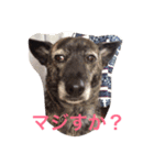 くーたんとルークのスタンプ（個別スタンプ：9）