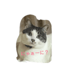 はなちゃんシリーズ（個別スタンプ：1）