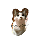 はなちゃんシリーズ（個別スタンプ：3）
