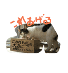 はなちゃんシリーズ（個別スタンプ：4）