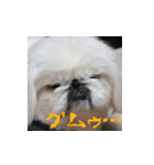 ベリザベス妄想記 by ペキニーズ（個別スタンプ：12）