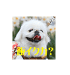 ベリザベス妄想記 by ペキニーズ（個別スタンプ：18）