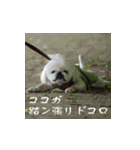 ベリザベス妄想記 by ペキニーズ（個別スタンプ：27）