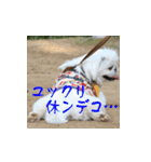 ベリザベス妄想記 by ペキニーズ（個別スタンプ：31）