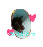 クロちゃんスタンプ①（個別スタンプ：4）