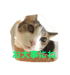 Uchineko3（個別スタンプ：2）