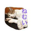 Uchineko3（個別スタンプ：3）