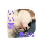 Uchineko3（個別スタンプ：4）