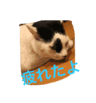 Uchineko3（個別スタンプ：5）