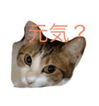 Uchineko3（個別スタンプ：7）