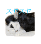 Uchineko3（個別スタンプ：10）
