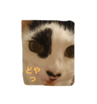 Uchineko3（個別スタンプ：12）