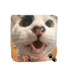 Uchineko3（個別スタンプ：13）