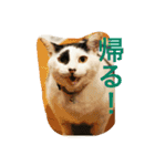 Uchineko3（個別スタンプ：14）