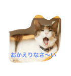 Uchineko3（個別スタンプ：16）