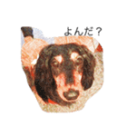 愛犬日記 るうくん（個別スタンプ：1）