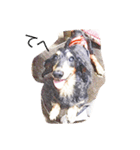 愛犬日記 るうくん（個別スタンプ：6）