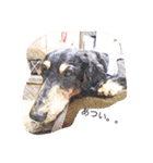 愛犬日記 るうくん（個別スタンプ：9）