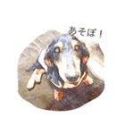 愛犬日記 るうくん（個別スタンプ：11）