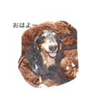 愛犬日記 るうくん（個別スタンプ：13）