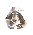 愛犬日記 るうくん（個別スタンプ：14）