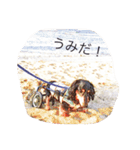 愛犬日記 るうくん（個別スタンプ：16）