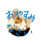 ウルスタンプ（個別スタンプ：3）