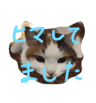 ウルスタンプ（個別スタンプ：12）