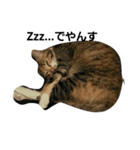 うちのねこーず（個別スタンプ：3）