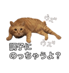 茶トラ猫ガットくん2（個別スタンプ：4）