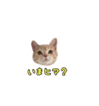 ミルくんスタンプ（個別スタンプ：18）
