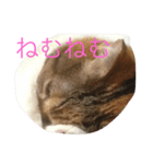 デブちんマロン（個別スタンプ：1）