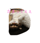 デブちんマロン（個別スタンプ：2）